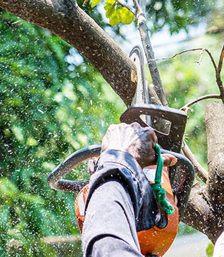 Tree_Services