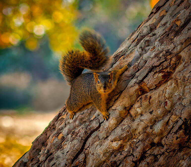 squirrel_on_tree